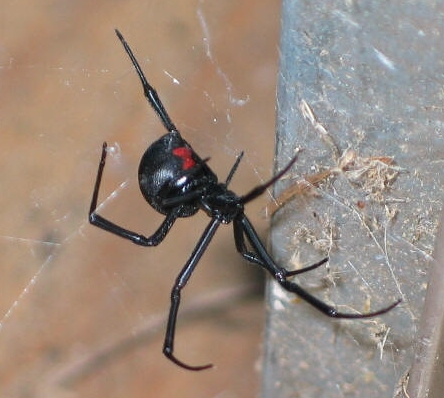 Picture of femail Black Widow Spider